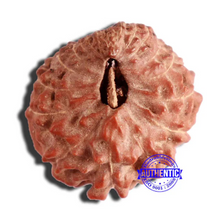 Load image into Gallery viewer, 17 Mukhi Rudraksha from Indonesia - Bead No. 173