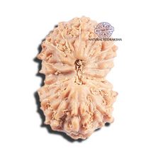 Load image into Gallery viewer, 17 Mukhi Rudraksha from Indonesia - Bead No. 221