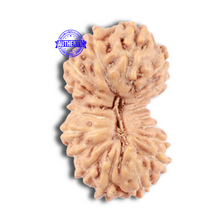 Load image into Gallery viewer, 18 Mukhi Rudraksha from Indonesia - Bead No. 70