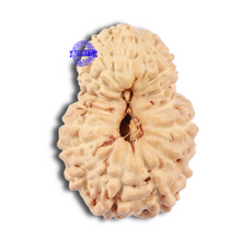 Load image into Gallery viewer, 17 Mukhi Rudraksha from Indonesia - Bead No. 43