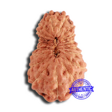 Load image into Gallery viewer, 18 Mukhi Rudraksha from Indonesia - Bead No. 202