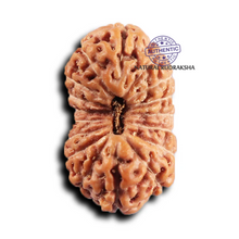 Load image into Gallery viewer, 17 Mukhi Rudraksha from Indonesia - Bead No. 236