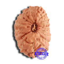 Load image into Gallery viewer, 18 Mukhi Rudraksha from Indonesia - Bead No. 198