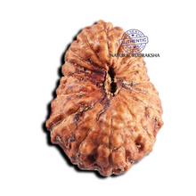 Load image into Gallery viewer, 17 Mukhi Rudraksha from Indonesia - Bead No. 234