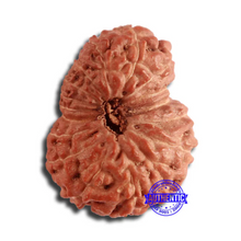 Load image into Gallery viewer, 17 Mukhi Rudraksha from Indonesia - Bead No. 165