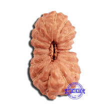Load image into Gallery viewer, 18 Mukhi Rudraksha from Indonesia - Bead No. 222