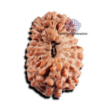 Load image into Gallery viewer, 17 Mukhi Rudraksha from Indonesia - Bead No. 233
