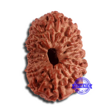Load image into Gallery viewer, 17 Mukhi Rudraksha from Indonesia - Bead No. 166