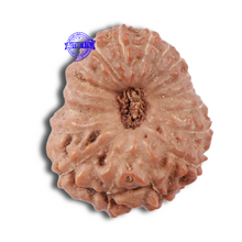 Load image into Gallery viewer, 17 Mukhi Rudraksha from Indonesia - Bead No. 147