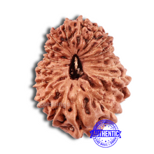 Load image into Gallery viewer, 17 Mukhi Rudraksha from Indonesia - Bead No. 153