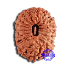 Load image into Gallery viewer, 18 Mukhi Rudraksha from Indonesia - Bead No. 191