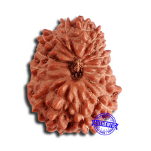 Load image into Gallery viewer, 17 Mukhi Rudraksha from Indonesia - Bead No. 168