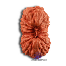 Load image into Gallery viewer, 18 Mukhi Rudraksha from Indonesia - Bead No. 169