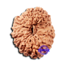 Load image into Gallery viewer, 18 Mukhi Rudraksha from Indonesia - Bead No. 236