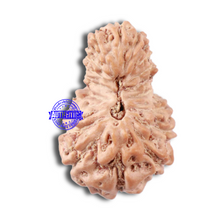 Load image into Gallery viewer, 18 Mukhi Rudraksha from Indonesia - Bead No. 157
