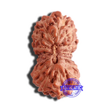 Load image into Gallery viewer, 17 Mukhi Rudraksha from Indonesia - Bead No. 177