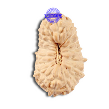 Load image into Gallery viewer, 18 Mukhi Rudraksha from Indonesia - Bead No. 47