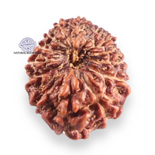 Load image into Gallery viewer, 14 mukhi Indonesian Rudraksha - Bead No.424