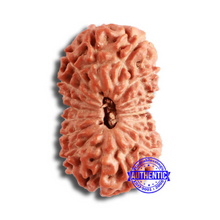 Load image into Gallery viewer, 18 Mukhi Rudraksha from Indonesia - Bead No. 173