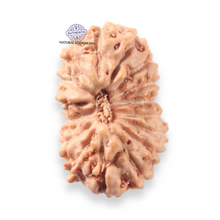Load image into Gallery viewer, 16 Mukhi Rudraksha from Indonesia - Bead No 340