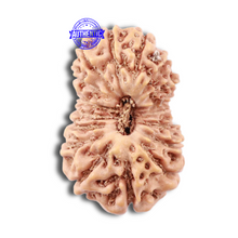 Load image into Gallery viewer, 18 Mukhi Rudraksha from Indonesia - Bead No. 152