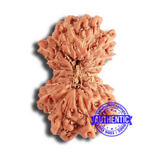 Load image into Gallery viewer, 18 Mukhi Gaurishankar Rudraksha from Indonesia - Bead No. 215