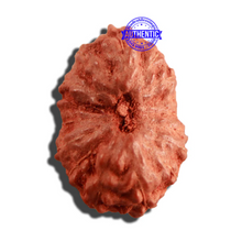 Load image into Gallery viewer, 16 Mukhi Rudraksha from Indonesia - Bead No 214