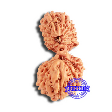 Load image into Gallery viewer, 18 Mukhi Gaurishankar Rudraksha from Indonesia - Bead No. 214