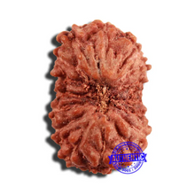Load image into Gallery viewer, 16 Mukhi Rudraksha from Indonesia - Bead No 248