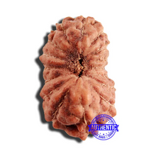 Load image into Gallery viewer, 16 Mukhi Rudraksha from Indonesia - Bead No 249
