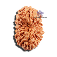 Load image into Gallery viewer, 16 Mukhi Rudraksha from Indonesia - Bead No 329
