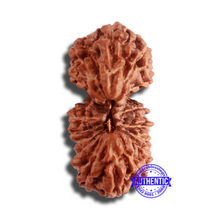 Load image into Gallery viewer, 18 Mukhi Gaurishankar Rudraksha from Indonesia - Bead No. 180
