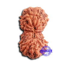 Load image into Gallery viewer, 16 Mukhi Rudraksha from Indonesia - Bead No. 300