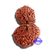 Load image into Gallery viewer, 18 Mukhi Gaurishankar Rudraksha from Indonesia - Bead No. 179