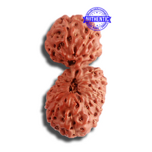 Load image into Gallery viewer, 18 Mukhi Gaurishankar Rudraksha from Indonesia - Bead No. 177