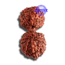 Load image into Gallery viewer, 18 Mukhi Gaurishankar Rudraksha from Indonesia - Bead No. 178