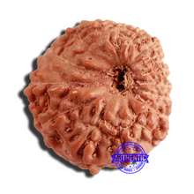 Load image into Gallery viewer, 16 Mukhi Rudraksha from Indonesia - Bead No 267