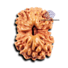 Load image into Gallery viewer, 15 Mukhi Indonesian Rudraksha - Bead No.274