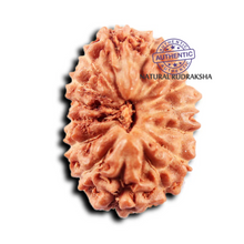 Load image into Gallery viewer, 15 Mukhi Indonesian Rudraksha - Bead No.277