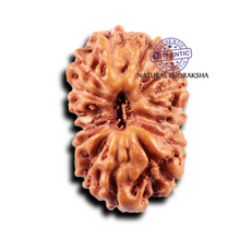 Load image into Gallery viewer, 15 Mukhi Indonesian Rudraksha - Bead No.280