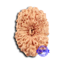 Load image into Gallery viewer, 16 Mukhi Rudraksha from Indonesia - Bead No 290