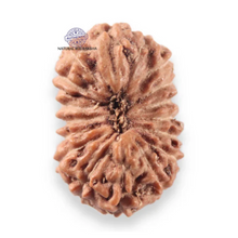 Load image into Gallery viewer, 17 Mukhi Rudraksha from Indonesia - Bead No. 277
