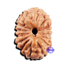 Load image into Gallery viewer, 15 Mukhi Indonesian Rudraksha - Bead No.295