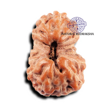 Load image into Gallery viewer, 15 Mukhi Indonesian Rudraksha - Bead No.275