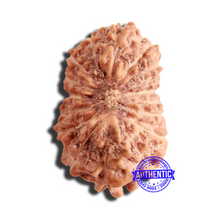 Load image into Gallery viewer, 16 Mukhi Rudraksha from Indonesia - Bead No 270