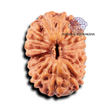 Load image into Gallery viewer, 15 Mukhi Indonesian Rudraksha - Bead No.271