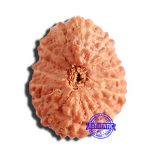 Load image into Gallery viewer, 16 Mukhi Rudraksha from Indonesia - Bead No 274
