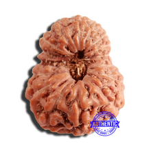 Load image into Gallery viewer, 16 Mukhi Rudraksha from Indonesia - Bead No 269
