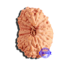 Load image into Gallery viewer, 16 Mukhi Rudraksha from Indonesia - Bead No 275