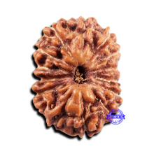 Load image into Gallery viewer, 15 Mukhi Indonesian Rudraksha - Bead No.297